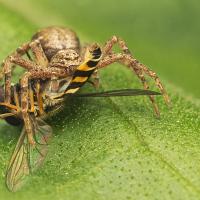 Spider and Hoverfly 4 